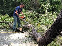 Best Stump Grinding and Removal  in Erie, CO