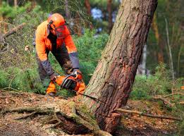 Best Tree Risk Assessment  in Erie, CO