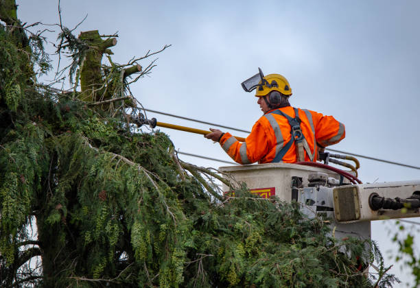 Best Arborist Consultation Services  in Erie, CO