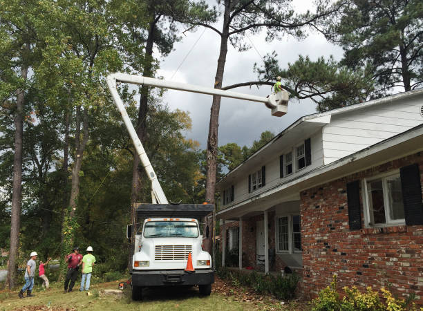 Best Tree Preservation Services  in Erie, CO