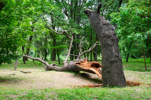 Erie, CO Tree Care Company