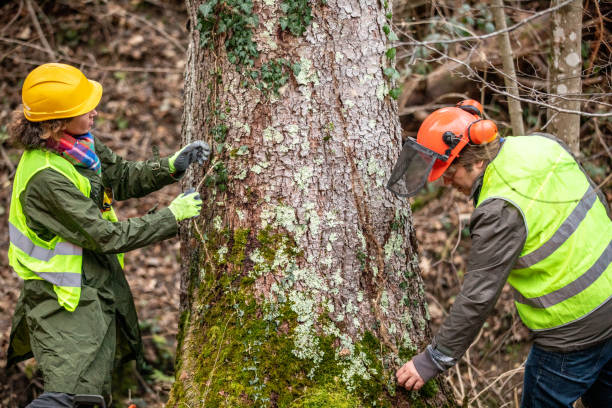 How Our Tree Care Process Works  in  Erie, CO