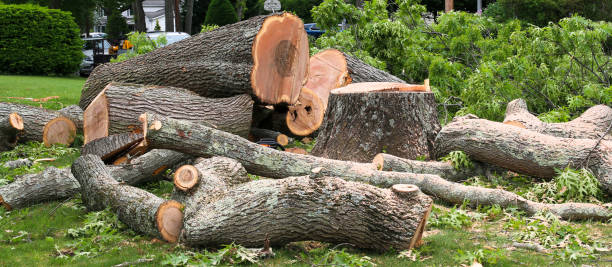 Best Root Management and Removal  in Erie, CO