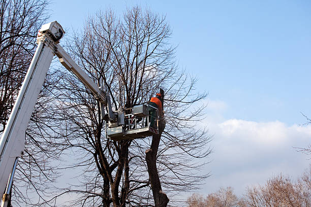 Tree and Shrub Care in Erie, CO